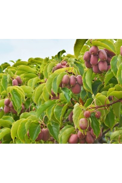 Актинідія Кенс Ред в Україні